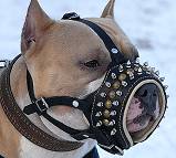 spiked dog muzzle leather amstaff dog